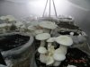 Milky mushrooms.jpg